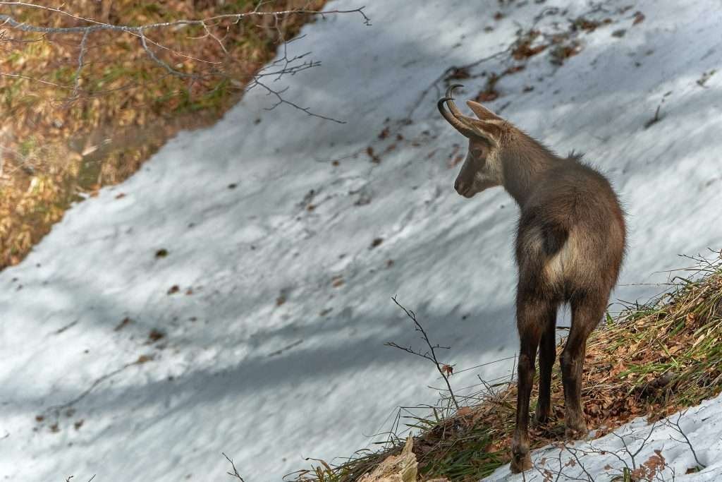 Dove dormire a Chamois