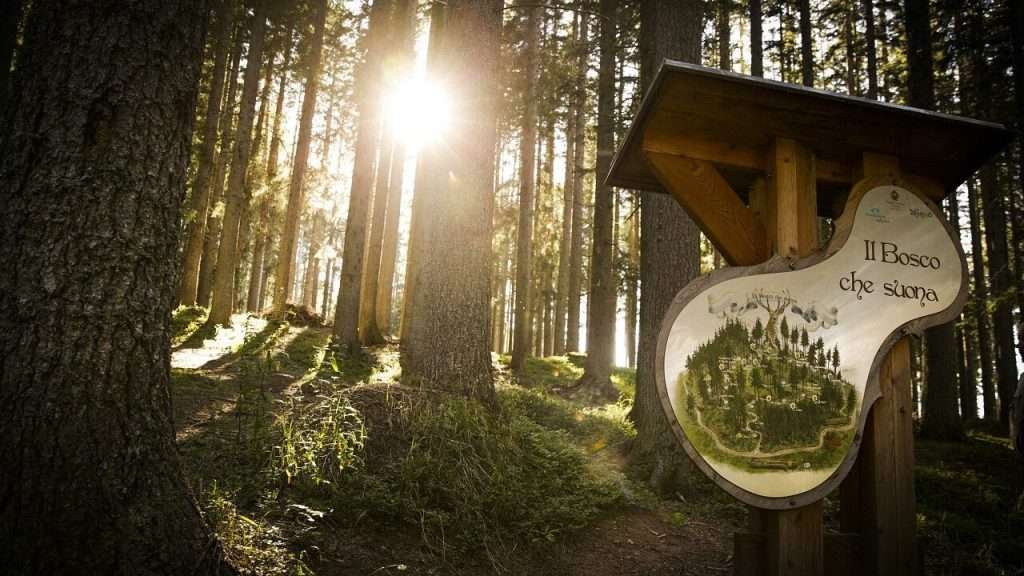 bosco dei violini