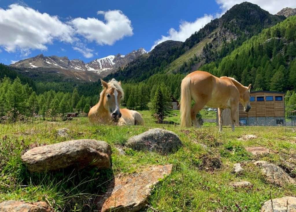 val-d-ultimo-fauna