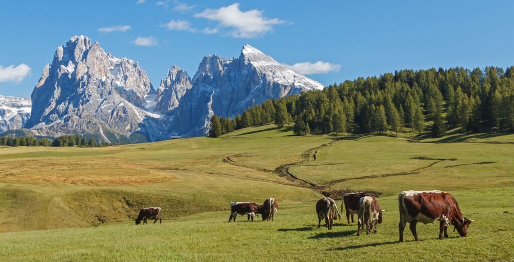 Mucche al pascolo all'Alpe di Siusi