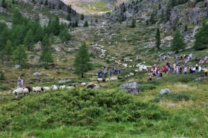 Pecore in alta Val Senales